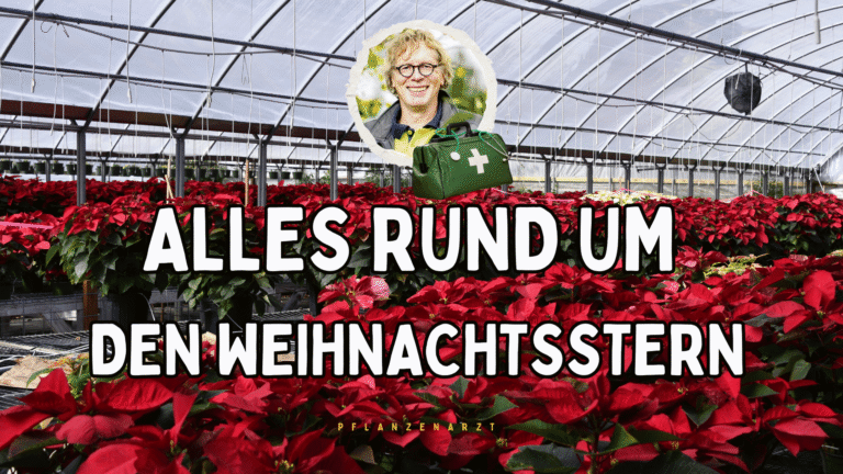 Weihnachtsstern-Pflege: So bleibt die Pflanze lange gesund.