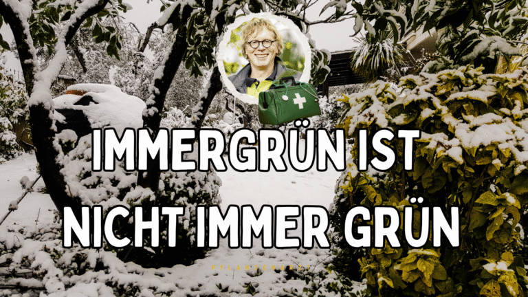 Winterharte Pflanzen überleben nicht immer.