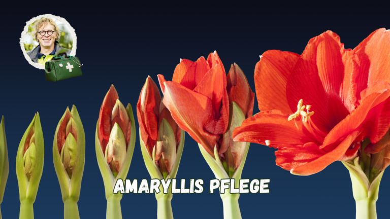 So pflegst du deine Amaryllis, wenn sie verblüht ist.
