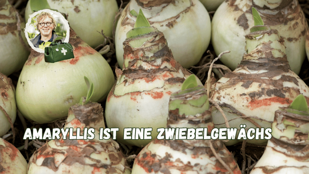 Amaryllis ist ein Zwiebelgewächs