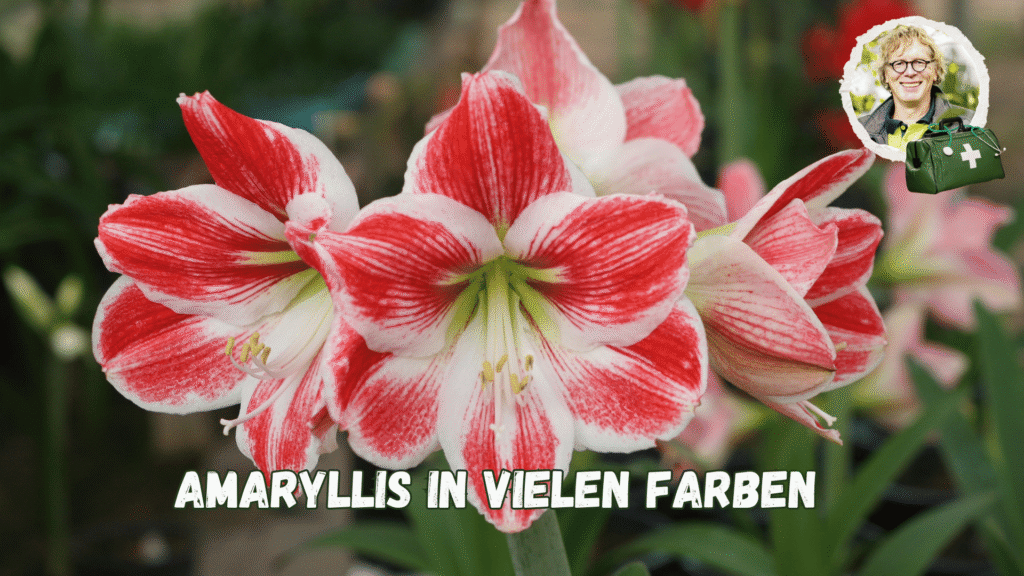 Amaryllis in vielen Farben