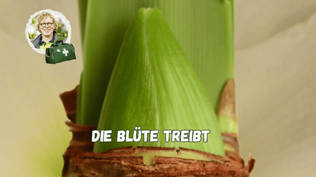 Die Blüte zeigt sich in der Zwiebel