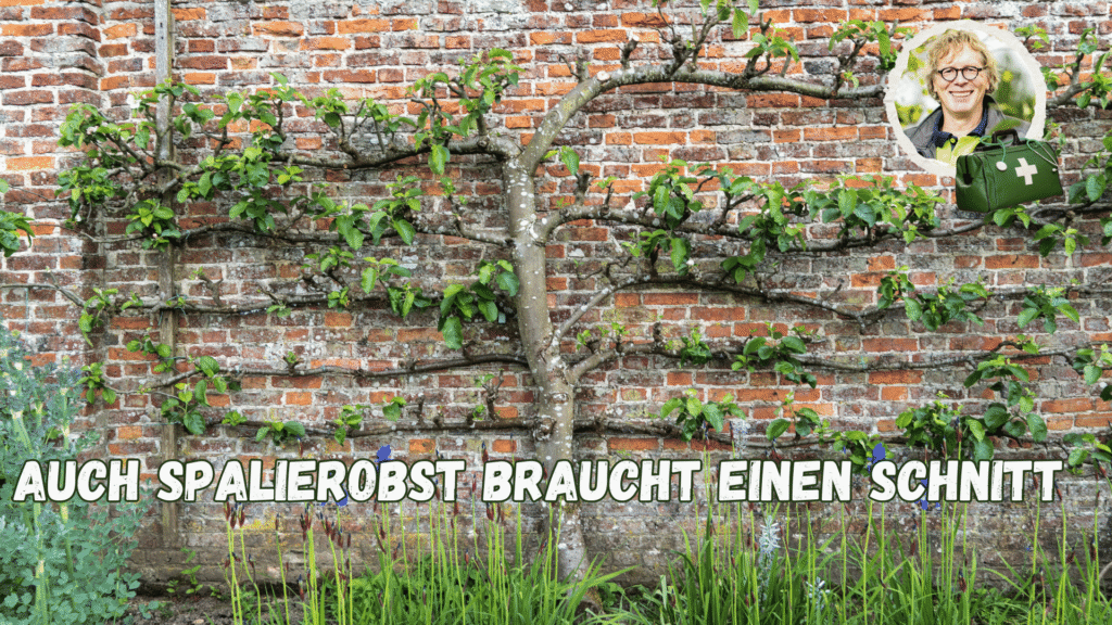 Spalierobst