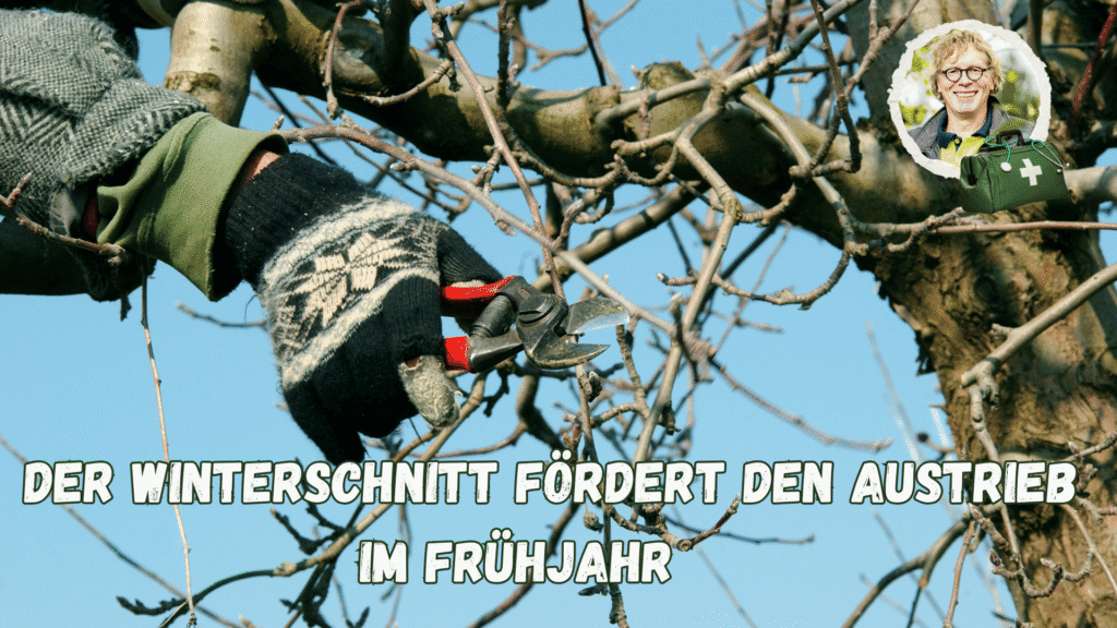 Obstbaumschnitt