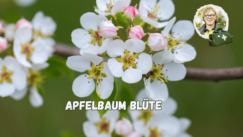 Blüte vom Apfelbaum