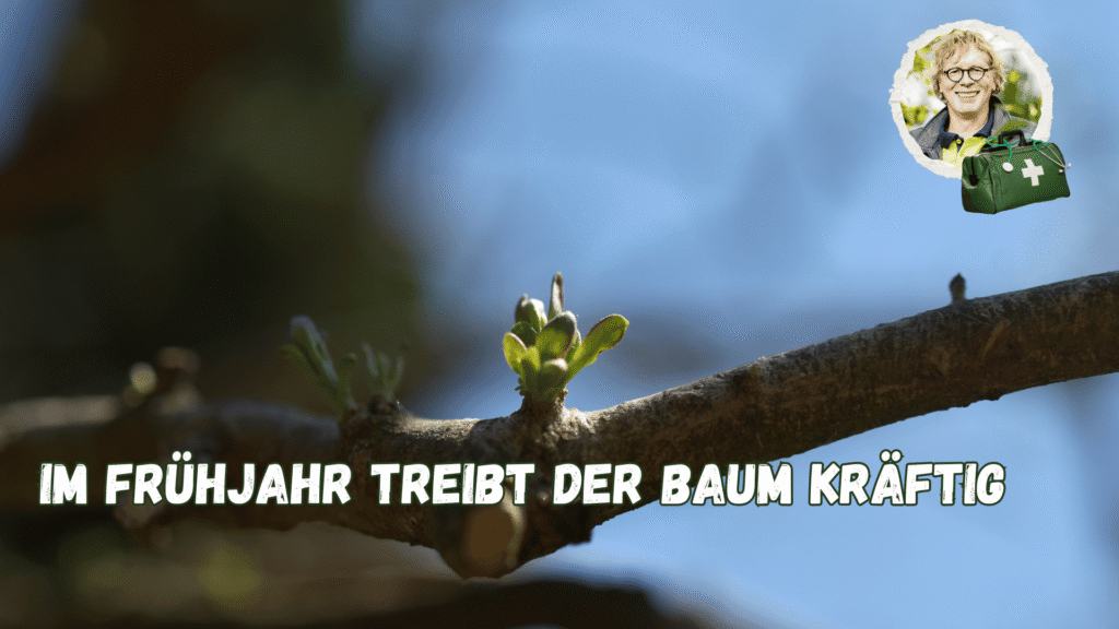 Baum Knospe