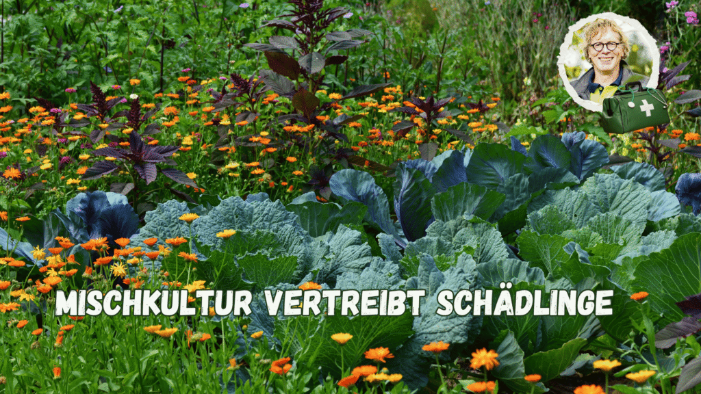 Mischkultur im Garten 
