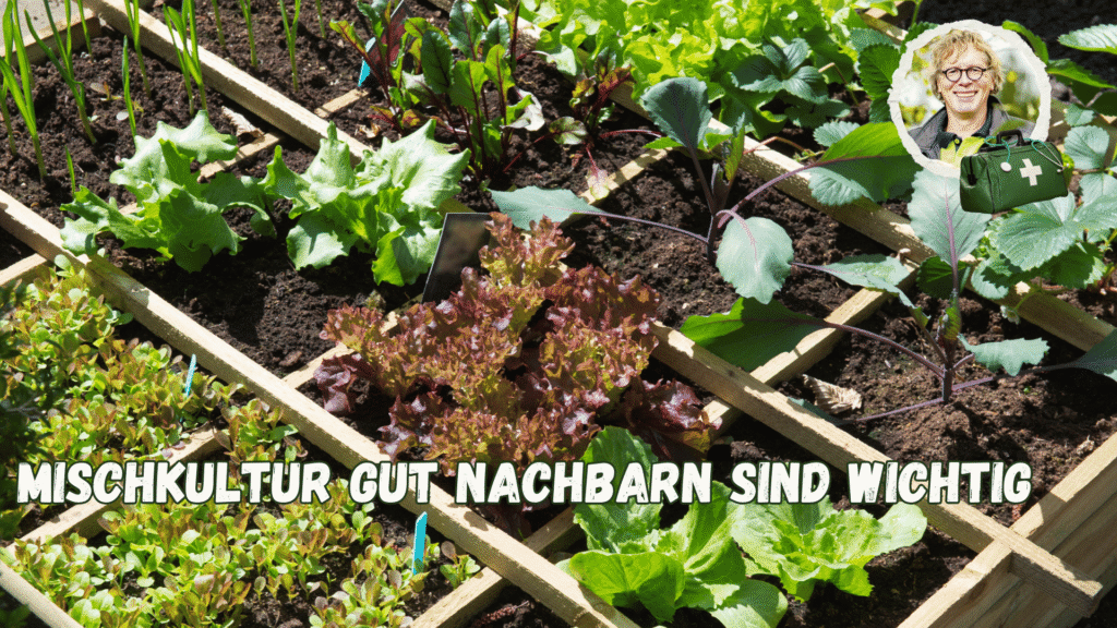 Mischkultur gibt es nur mit guten Nachbarn.