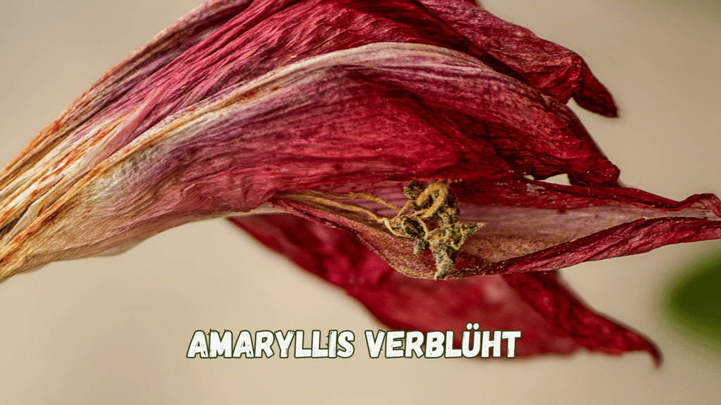 Amaryllis ist verblüht