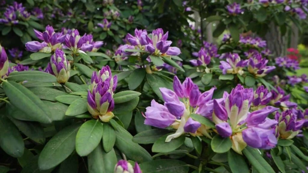 Rhododendron im Garten mit Blüte – bienenfreundlicher Zierstrauch vom Pflanzenarzt