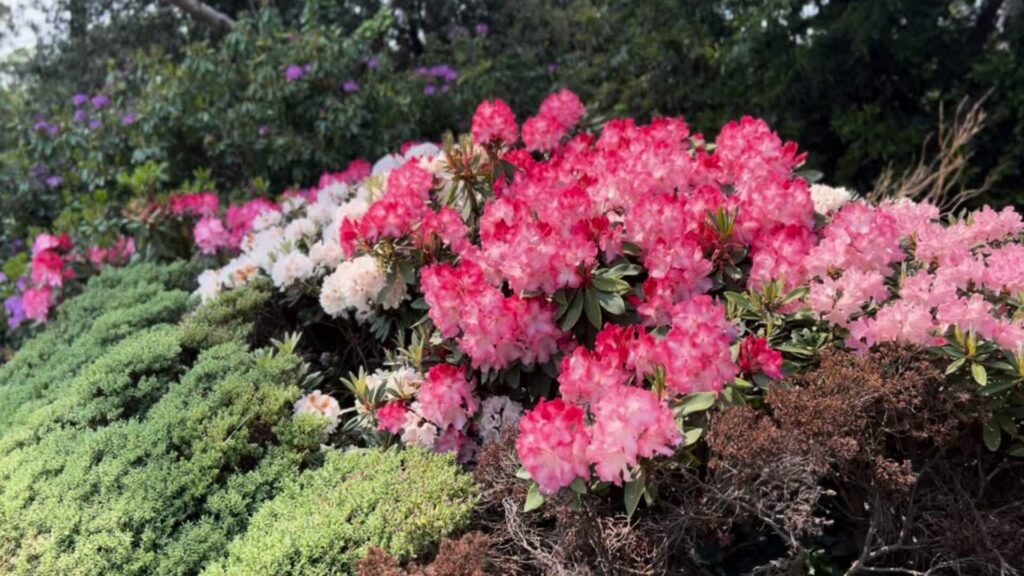 Rhododendron im Garten mit Blüte – bienenfreundlicher Zierstrauch vom Pflanzenarzt