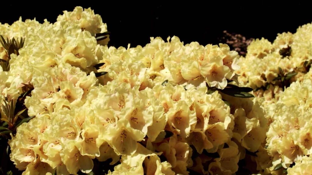 Rhododendron im Garten mit Blüte – bienenfreundlicher Zierstrauch vom Pflanzenarzt