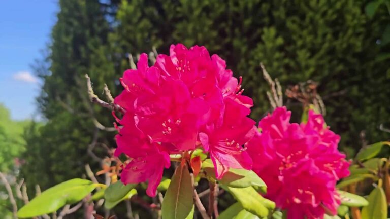 Rhododendron im Garten – robuste Blühsträucher mit Mehrwert für Bienen