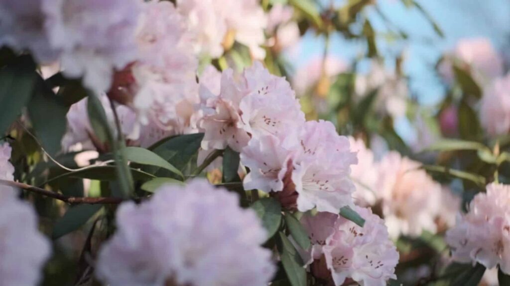 Rhododendron im Garten mit Blüte – bienenfreundlicher Zierstrauch vom Pflanzenarzt