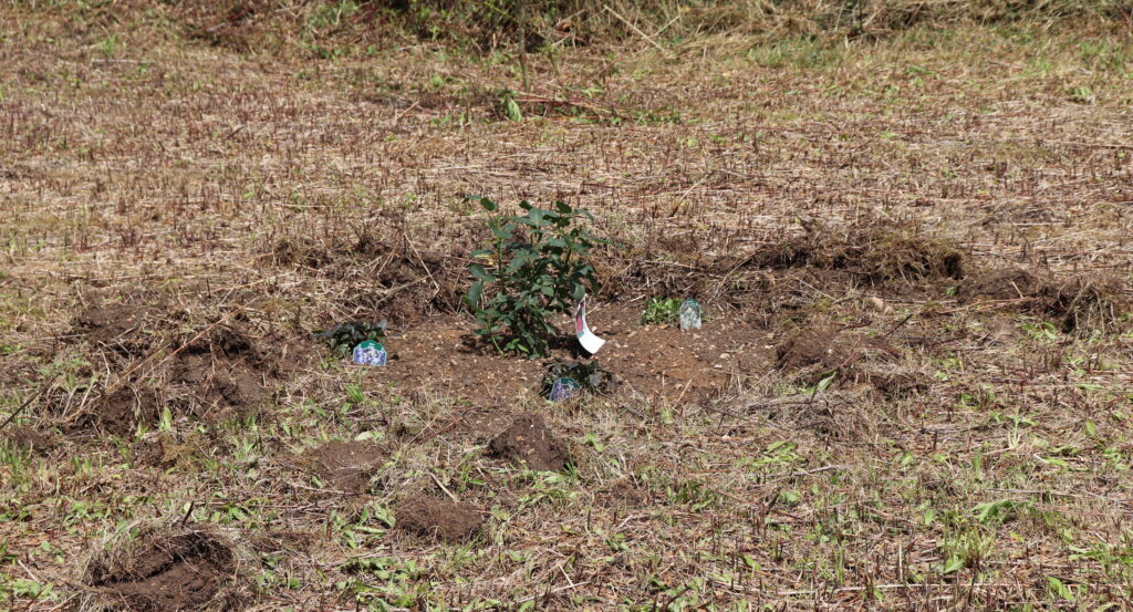 Verdichteter Gartenboden mit harter Oberfläche und schlechter Krümelstruktur