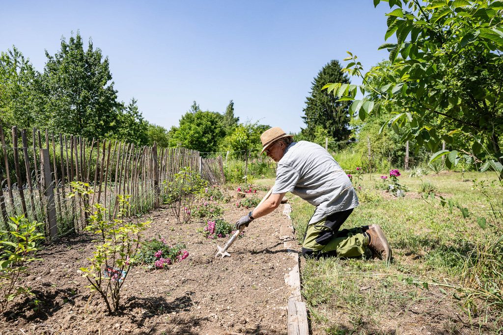 Neu gepflanzte Gartenpflanze mit schwachem Anwuchs