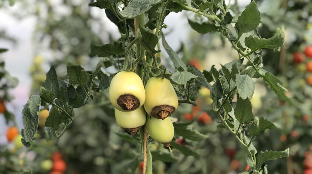 bluetenendfaeule-dunkle-stellen.jpg Tomate mit dunklen eingesunkenen Stellen am Blütenende